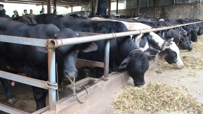 Sơn La định hình lại chăn nuôi đại gia súc