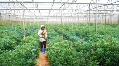 ดอกแดฟโฟดิลของเนเธอร์แลนด์ปรับตัวให้เข้ากับระดับความสูง 1,500 เมตรได้