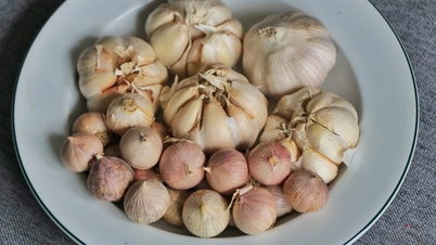 Cheltuind 353 de miliarde pe lună pentru a mânca usturoi importat, de ce preferă vietnamezii usturoiul chinezesc?