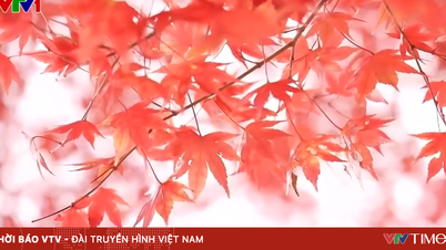 붉은 단풍 시즌의 후지산 - 일본 가을의 상징