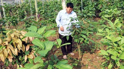 តើអ្វីជាដំណោះស្រាយសម្រាប់ការអភិវឌ្ឍន៍ឱសថនៅភូថូ?