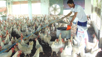 Hai Phong vydává nové úrovně podpory na boj s nemocemi zvířat