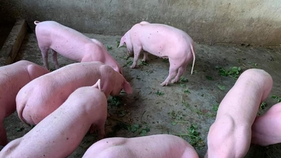 Harga babi hari ini, 17 November: Seluruh negara kekal stabil, tertinggi ialah 50,000 VND/kg