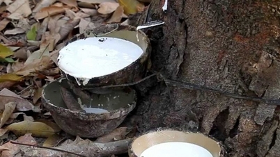 Kautschukpreise heute, 17. November: Anstieg in Thailand, Rückgang in China