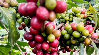 ২০২৬-২০২৭ ফসল বছরে ৭-১০ মিলিয়ন ব্যাগ উদ্বৃত্ত থাকতে পারে, কফি নতুন চাপের সম্মুখীন