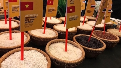 সবুজ উৎপাদনের জন্য ভিয়েতনামের উচ্চমানের চাল এক যুগান্তকারী সাফল্য অর্জন করেছে