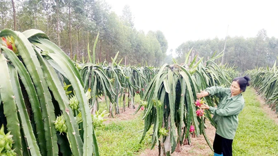 Pitaya em terreno difícil