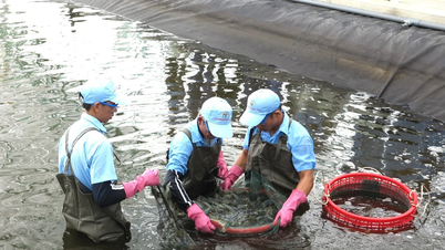 High-tech shrimp farming investment project in An Luong commune: Proving its effectiveness.