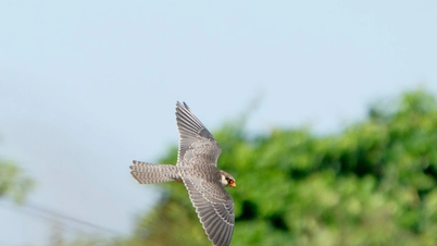 Τα γεράκια Αμούρ επισκέπτονται το Ανόι κατά τη διάρκεια της μεγάλης μετανάστευσής τους