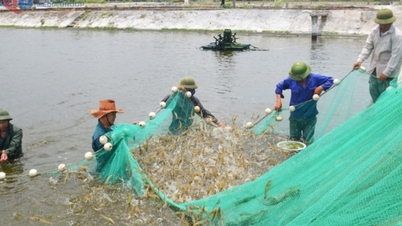 الزراعة في كوانغ نينه تستهدف بقوة تحقيق نمو بنسبة 4٪