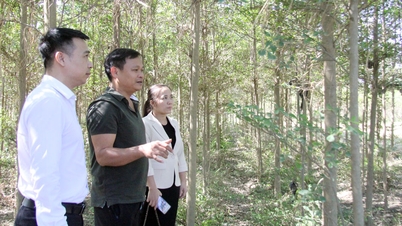 هوانگ ون: فعالانه در حال ثروتمند شدن در سرزمین مادری