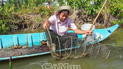 Ontdek het proces van het kweken van krabben in Ca Mau