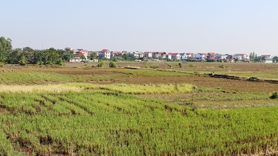 باک نین، تبدیل ساختار زراعی و دامی را در زمین‌های برنج‌کاری با مساحت کل بیش از ۹۳۰ هکتار اجرا می‌کند.