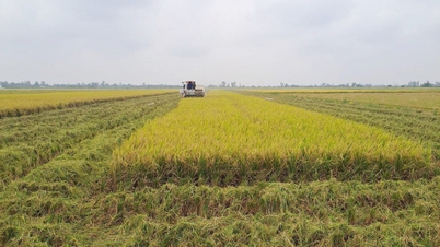 Het is moeilijk om afwisselende overstromings- en droogirrigatie uit te breiden vanwege onvolledige interne irrigatiesystemen.