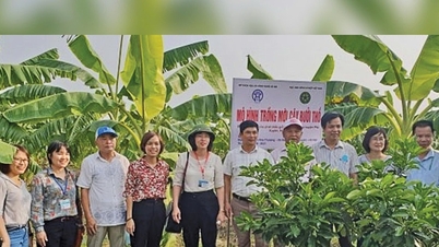 Xã Đại Xuyên quy hoạch vùng rau, bưởi đặc sản OCOP