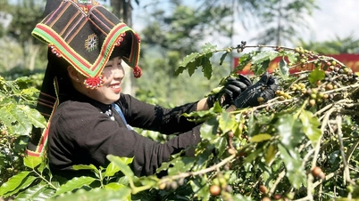 ផលិតផលកសិកម្មស្អាតរបស់ Dien Bien