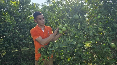 Xây dựng vùng chuyên canh phát triển nông nghiệp bền vững