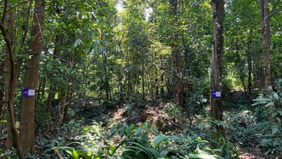 টেকসই বনায়ন উন্নয়নের জন্য নীতি, আইন এবং ভিত্তি নিখুঁত করা