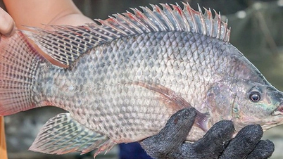 Eksport tilapi z Wietnamu gwałtownie rośnie