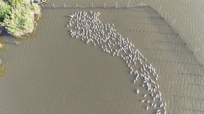 انڈوں کے لیے سمندری بطخوں کی پرورش کرتے ہوئے، ہائی لینگ کے کسان خوش حال ہیں۔