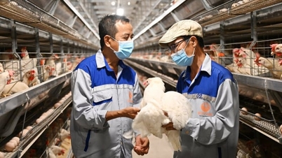 جہاں مرغیاں موسیقی سنتی ہیں، ایئر کنڈیشنگ میں ہوتی ہیں، اور ویگن کھانا کھاتے ہیں۔