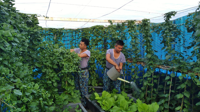 جنود العم هو يزرعون بذورًا خضراء على الرمال البيضاء