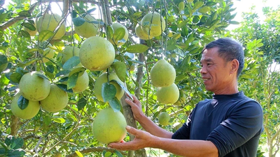 Grapefruit z přehrady Suu Chi - Esence starověkých naplavenin z řeky Lo
