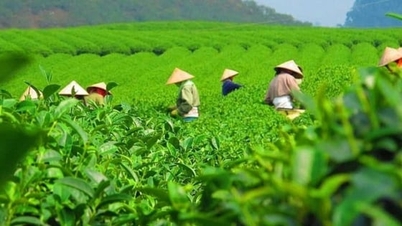 Експорт чаю за 10 місяців зменшився як у кількості, так і вартісному вираженні