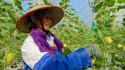 จังหวัดกวางนิญมุ่งมั่นสู่มูลค่าการผลิตพืชผลเฉลี่ย 150 ล้านดองต่อเฮกตาร์