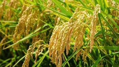 Delta Mekongului se confruntă cu numeroase riscuri legate de dăunători în culturile de toamnă-iarnă