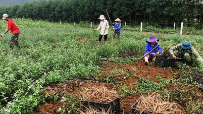 Dobrobyt gospodarczy w górach dzięki cennym roślinom leczniczym