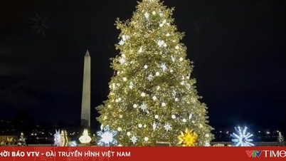 A vámok miatt drágábbak a karácsonyfák az Egyesült Államokban