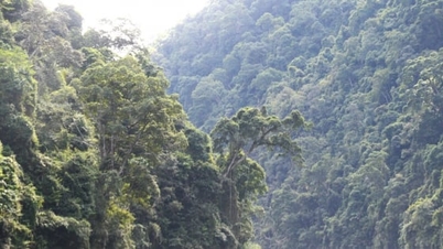 ขจัดความยุ่งยากและเร่งรัดความคืบหน้าการชำระเงินค่าบริการสิ่งแวดล้อมป่าไม้