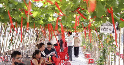 ភោជនីយដ្ឋាន​ក្រោម​សួន​ទំពាំង​បាយជូរ​ដ៏​ស្រស់​ស្អាត​ក្នុង​ទីក្រុង​ហូជីមិញ​កំពុង​បង្ក​ភាព​ចលាចល​អតិថិជន​ធ្វើ​ដំណើរ​ផ្លូវ​ឆ្ងាយ​ដើម្បី​ឆែក​ឆេរ