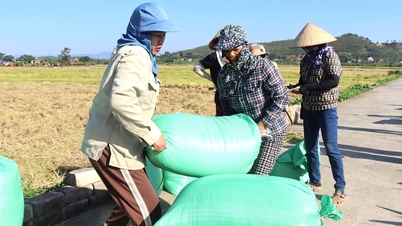 การเก็บเกี่ยวข้าวเหนียวสีทองอย่างคึกคักในเขต Nhi Chieu