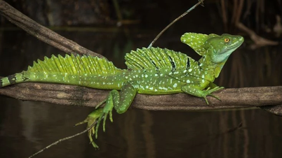 Upptäck den gröna leguanen, regnskogens magiska reptil