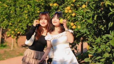 Terpesona dengan taman oren bernilai bilion dolar di Kien Lao (Bac Ninh)