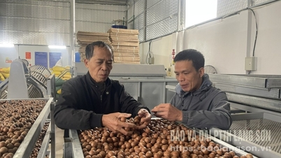 Αυξήστε την αξία των καρυδιών μακαντέμια