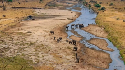 Why is Africa home to the world's largest land animals?