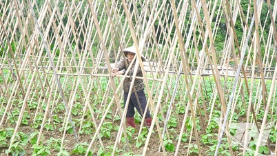 'Carrera frenética' para la producción de cultivos de invierno