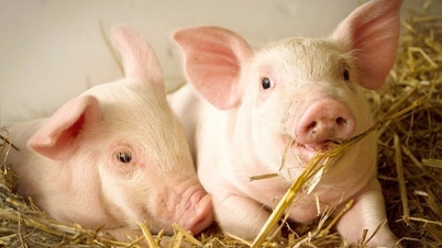 أسعار الخنازير في 18 نوفمبر: انخفاض طفيف في المنطقة الوسطى واستقرار في الشمال والجنوب