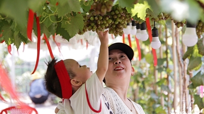 Ho Chi Minh şehrindeki verimli üzüm bahçesinin altındaki restoran ilgi odağı oldu, müşteriler giriş yapmak için uzun mesafeler kat ediyor