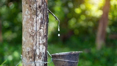 아시아 고무 가격 소폭 상승, 멕시코, 중국산 제품에 관세 부과