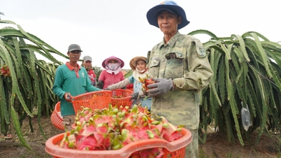 Освоение знаний для сокращения бедности: [Урок 3] Здоровый образ жизни с питахайей