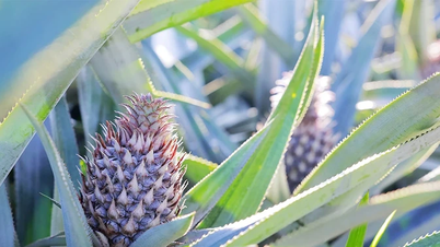 ដីស្រែរដូវផ្លែឈើផ្អែម