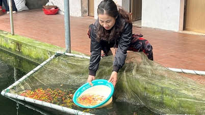 Oppdrett av småfisk, stor inntekt i Thien Huong-distriktet