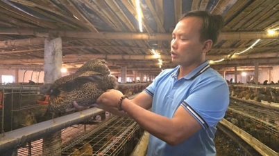 冬の間鶏が病気と闘うための秘訣