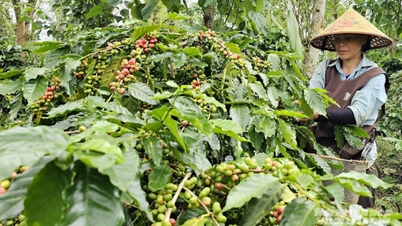 מחיר הקפה 25-27 אלף דונג וייטנאמי לק"ג, הגבוה ביותר אי פעם