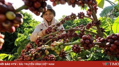 Chính sách thuế mới của Mỹ làm lệch dòng chảy cà phê toàn cầu