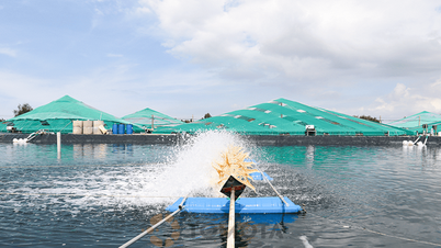 Högteknologisk räkodling minskar riskerna och ger stora vinster